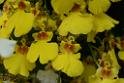 20150328sm-floral-exhibition_DSC_2008