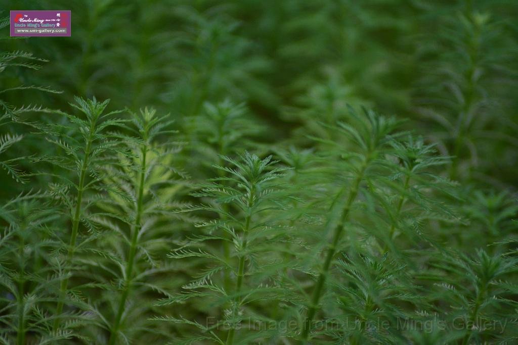 20150503sm_hk-park_DSC_2469.JPG