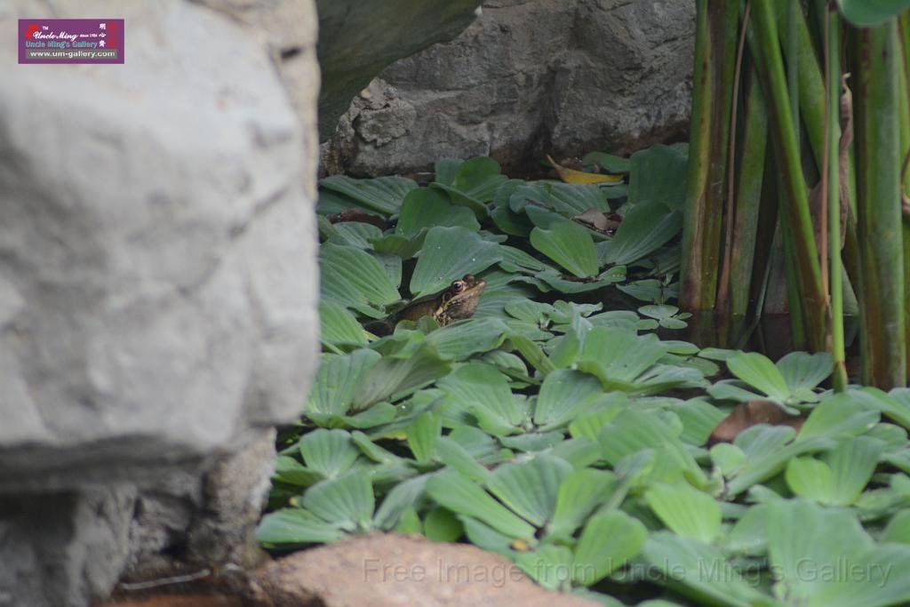 20150503sm_hk-park_DSC_2563.JPG