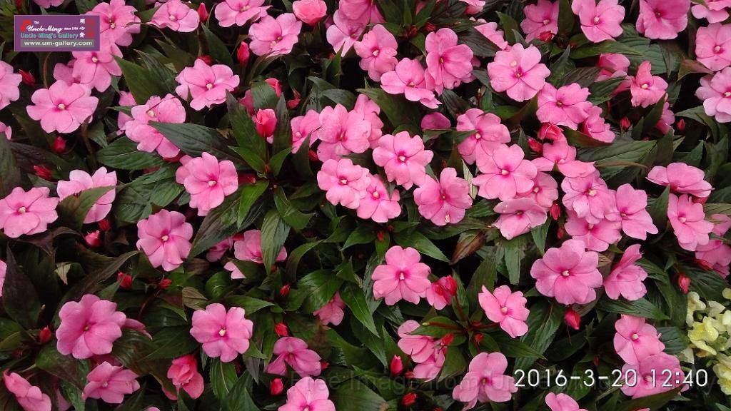 IMG_20160320_124033.jpg
