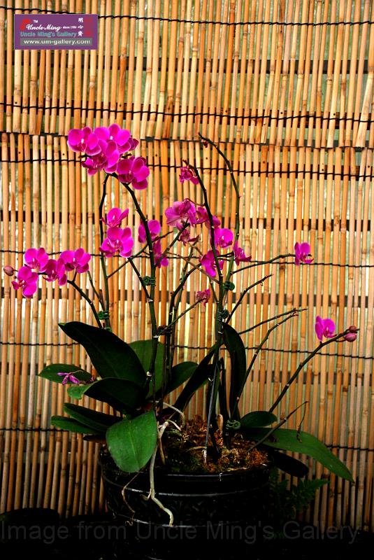080309b_DSC_0003.JPG