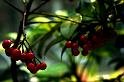 080309a_DSC_0917