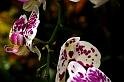080309a_DSC_0928
