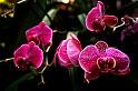 080309a_DSC_0943