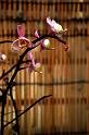 080309a_DSC_0991