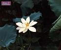 Lotus2