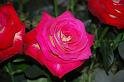 080315DSC_0306