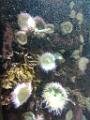201609SF_Aurora_DSCN1820
