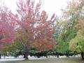 201609SF_Aurora_DSCN1945