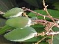 201703sf-thailand-north-DSCN5146
