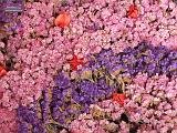 2_DSCF0145