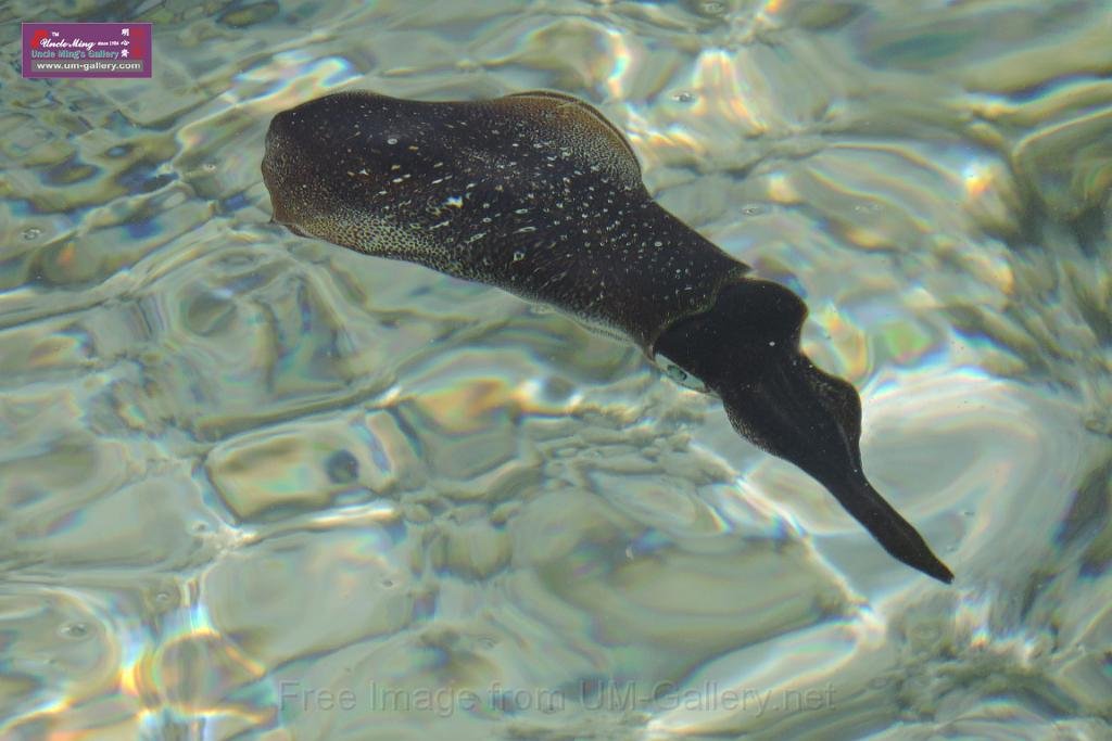20150224sf-Maldives_DSCN1310.JPG