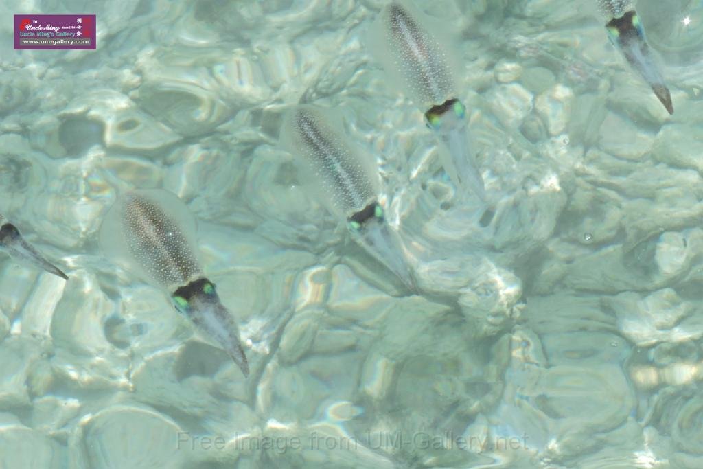 20150224sf-Maldives_DSCN1313.JPG