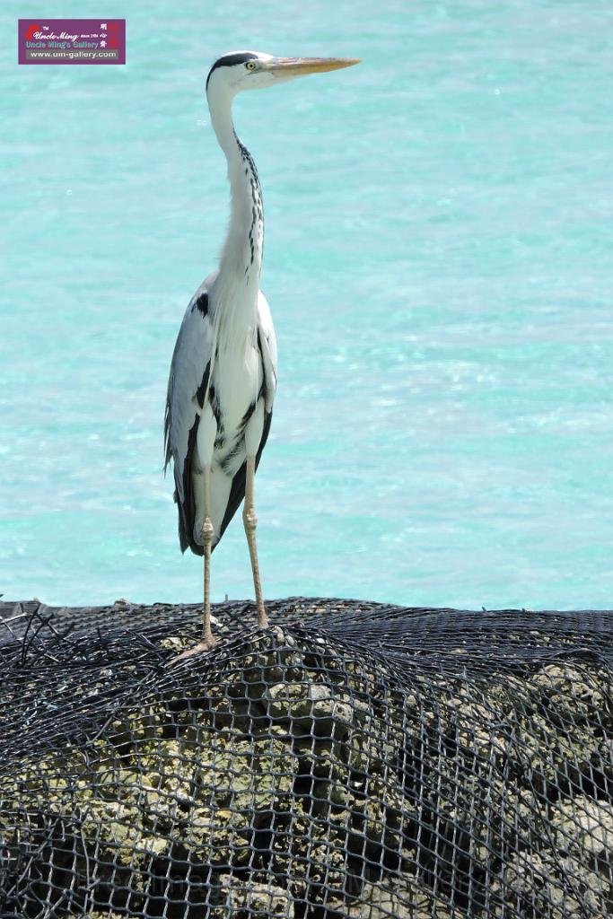 20150224sf-Maldives_DSCN1457.JPG