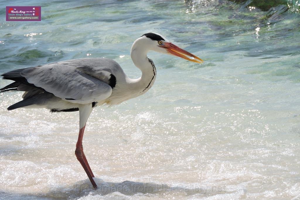 20150224sf-Maldives_DSCN1469.JPG
