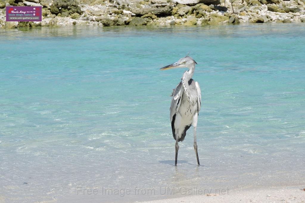 20150224sf-Maldives_DSCN1492.JPG