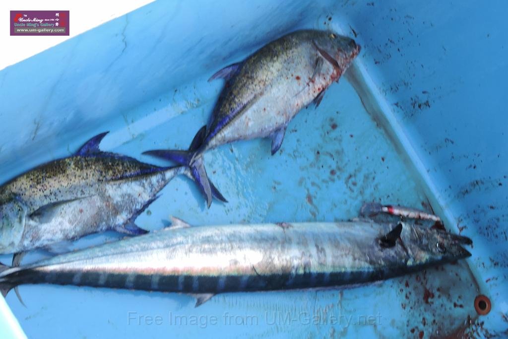 20150224sf-Maldives_DSCN1596.JPG