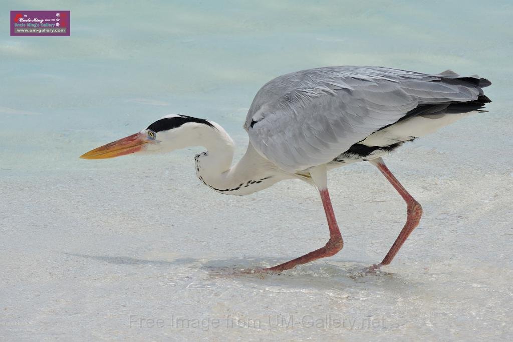 20150224sf-Maldives_DSCN1694.JPG