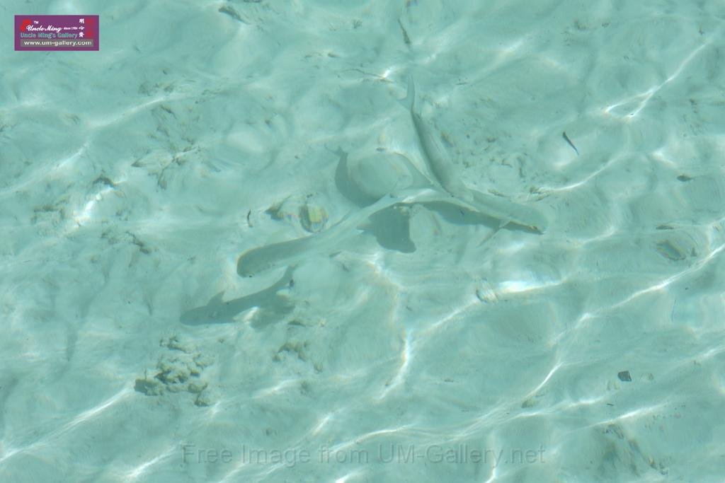 20150224sf-Maldives_DSCN1723.JPG