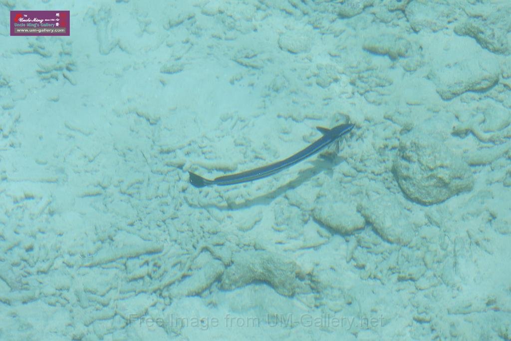 20150224sf-Maldives_DSCN1872.JPG
