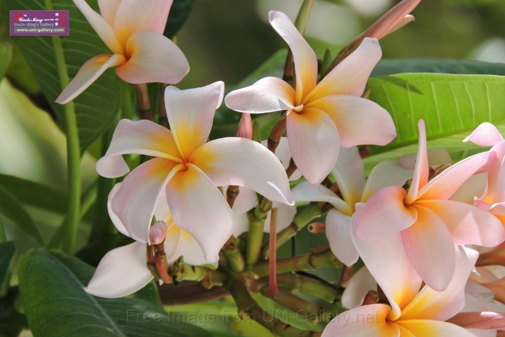 20150224sf-Maldives_DSCN1889.JPG
