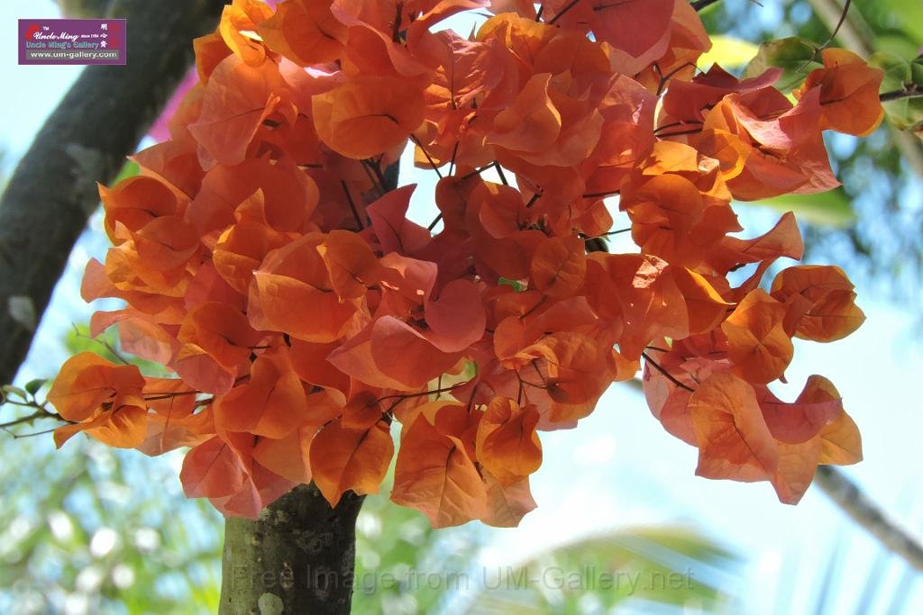 20150224sf-Maldives_DSCN1897.JPG