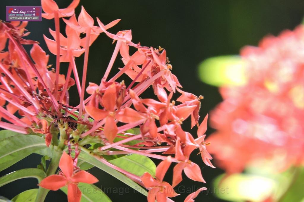20150224sf-Maldives_DSCN1925.JPG