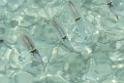 20150224sf-Maldives_DSCN1313