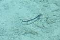20150224sf-Maldives_DSCN1872