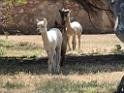 201810sf-adelaide-kangaroo-island-DSCN1670