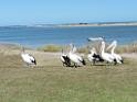 201810sf-adelaide-kangaroo-island-DSCN1888