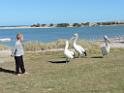 201810sf-adelaide-kangaroo-island-DSCN1893