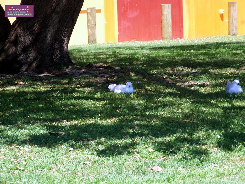 0612sf1_DSCF8400.JPG